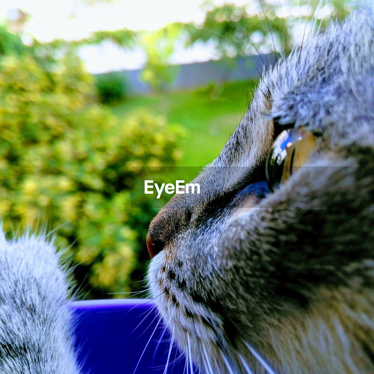 Close-up of cat 