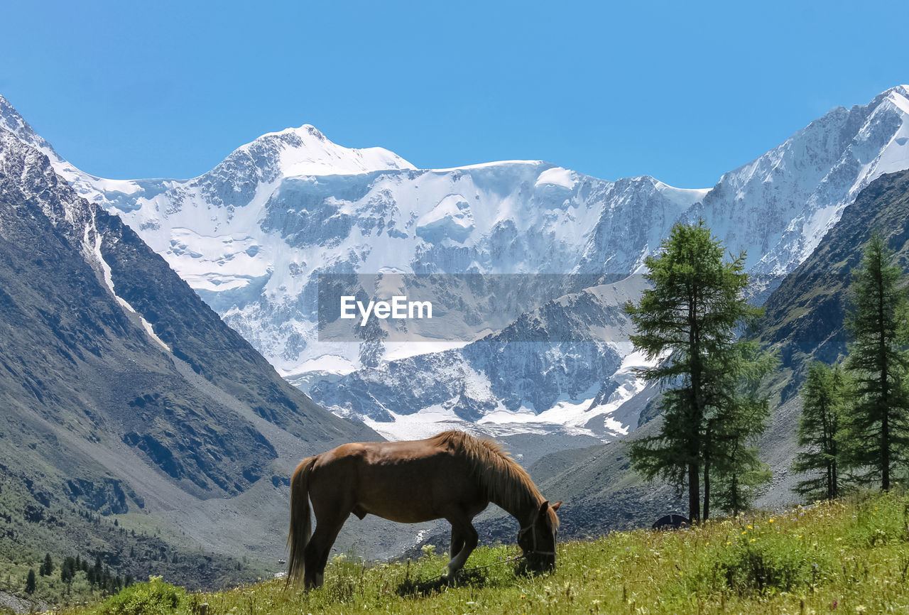 The horse eats grass against the background of large mountains in the snow