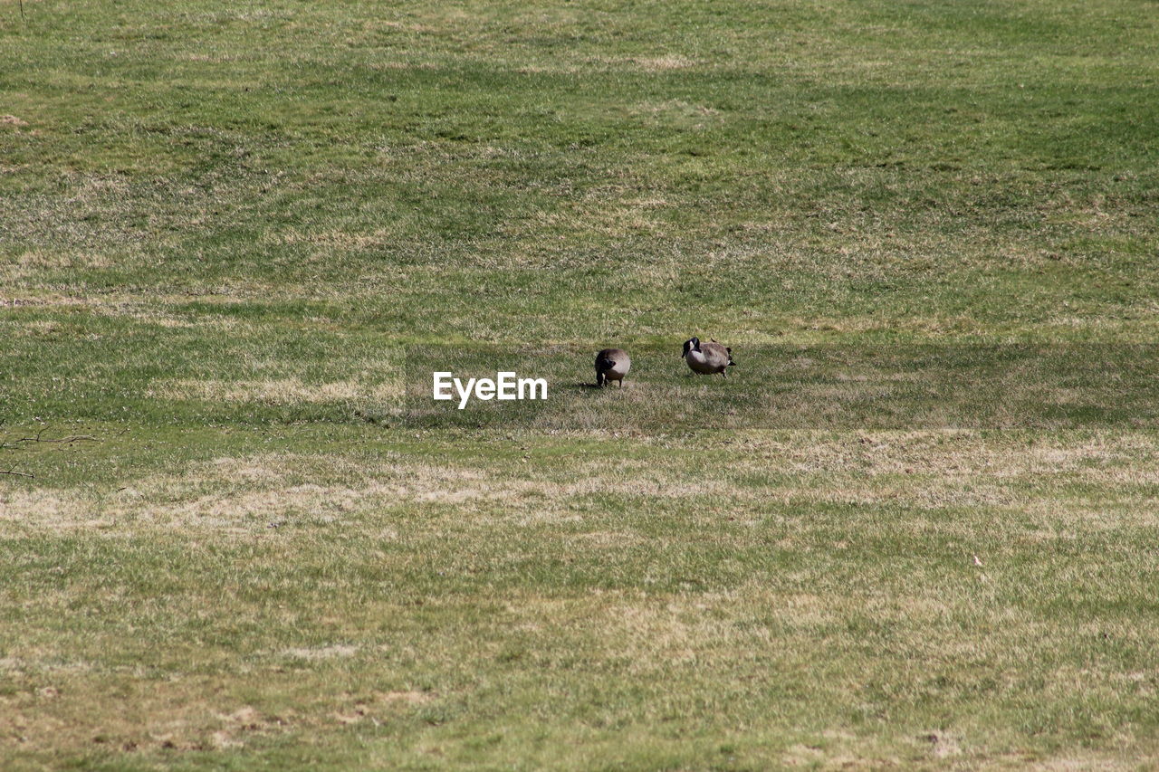 SHEEP ON GRASSY FIELD