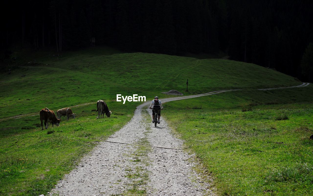 Rear view of cyclist walking in a mountain field