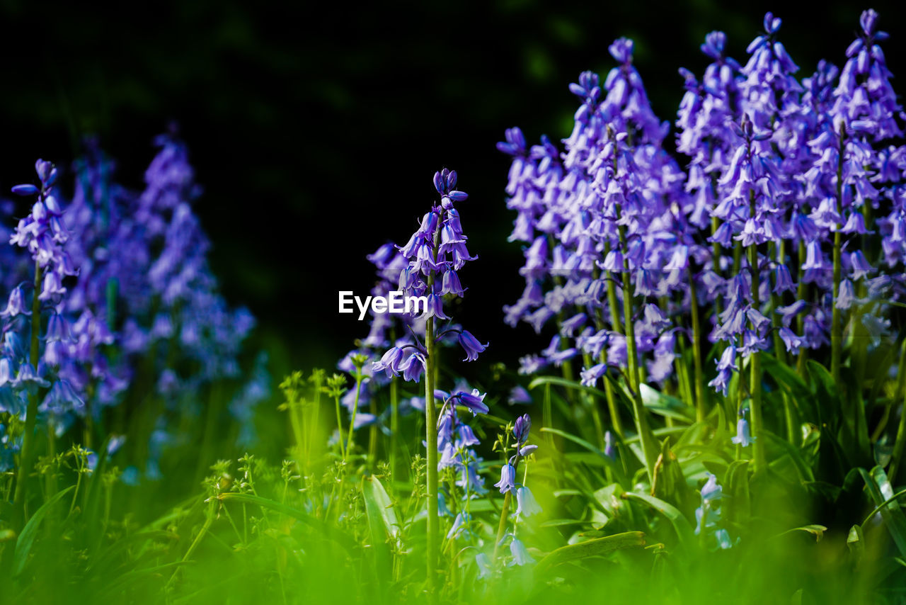 Close-up of purple flowering plants on field