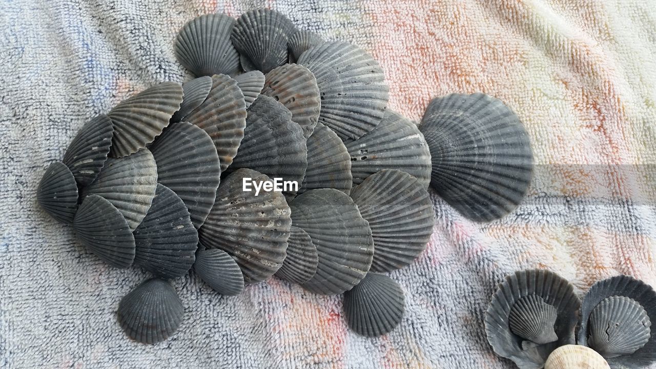 Top view of grey seashells