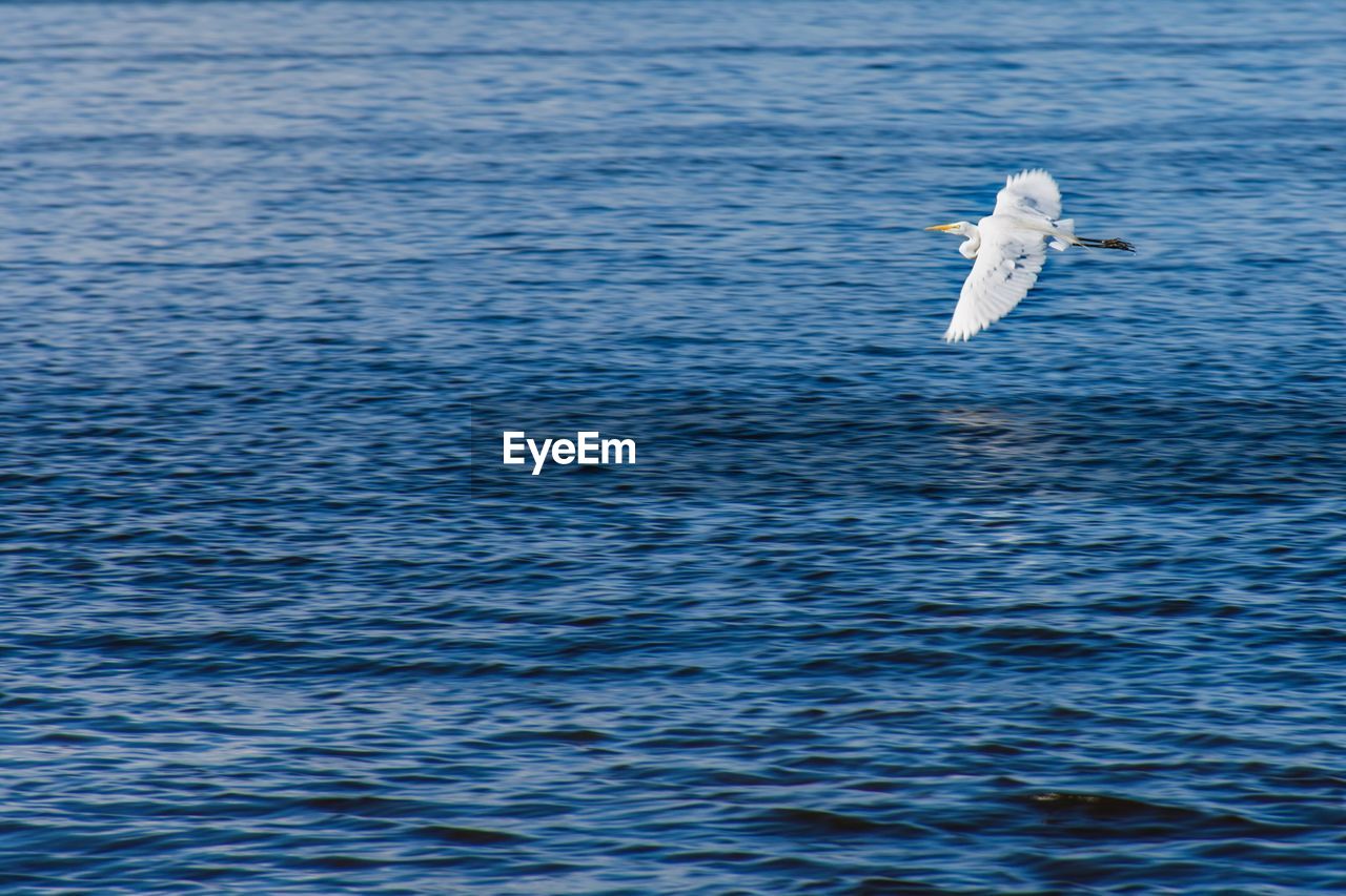 SWAN FLYING OVER SEA AGAINST SKY