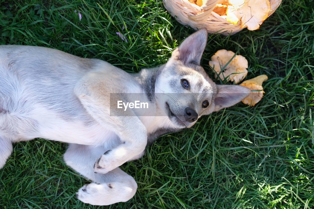 Cute little dog lying on the grass near a basket with mushrooms. playful dog. ready to play dog.