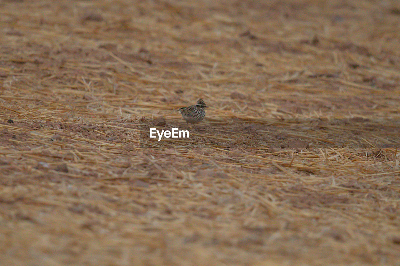 CLOSE-UP OF SPIDER ON WOODEN SURFACE