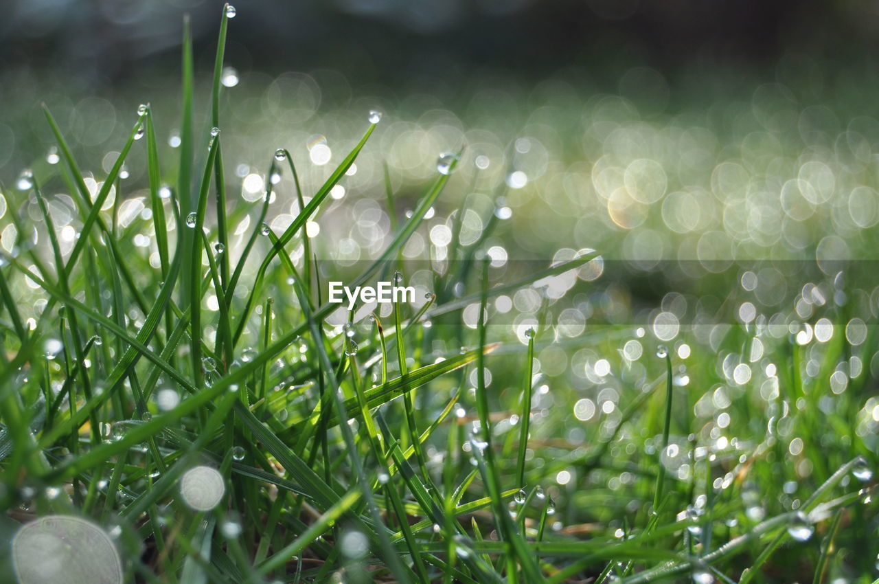 Close-up of wet grass on field