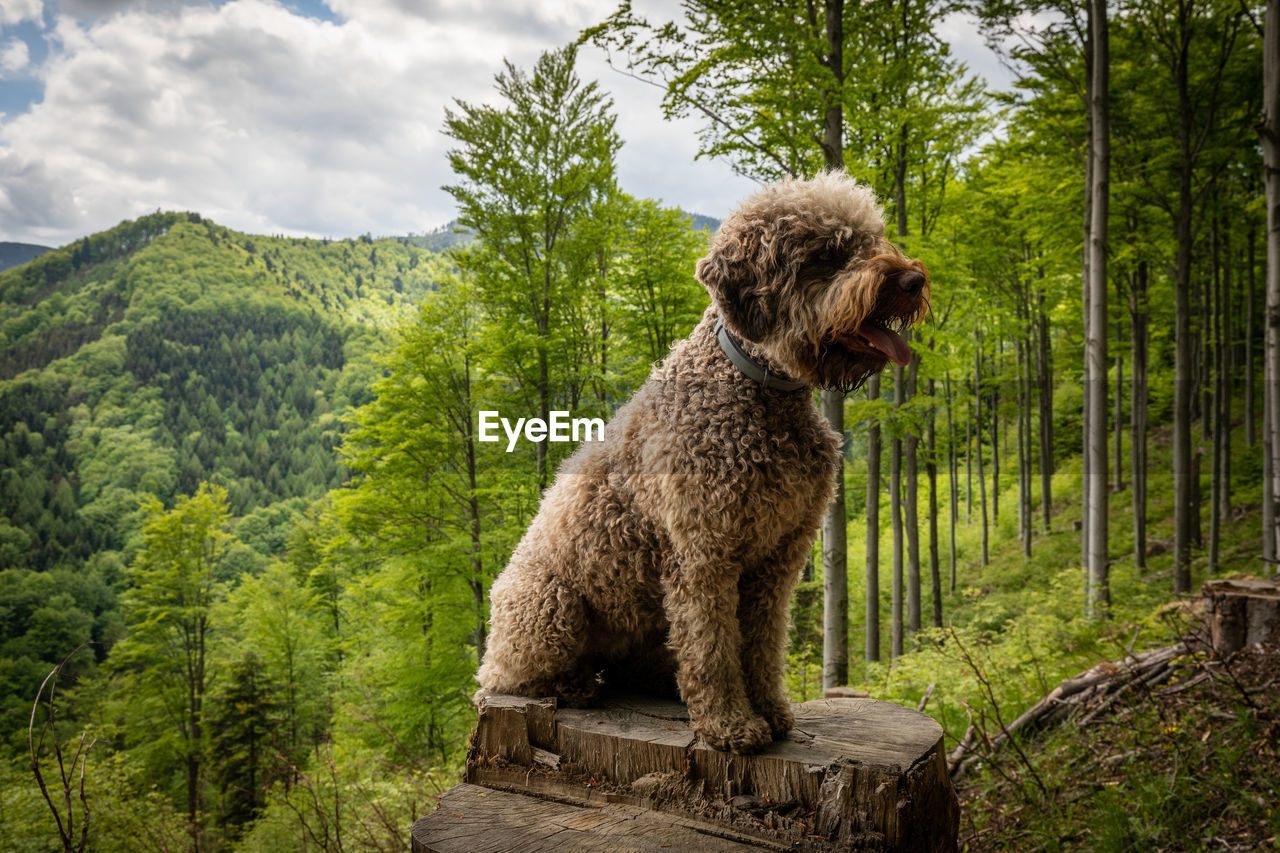 portrait of black dog standing on field