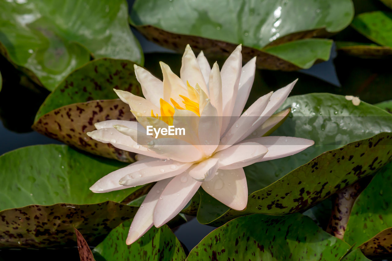 Close-up of lotus water lily in pond