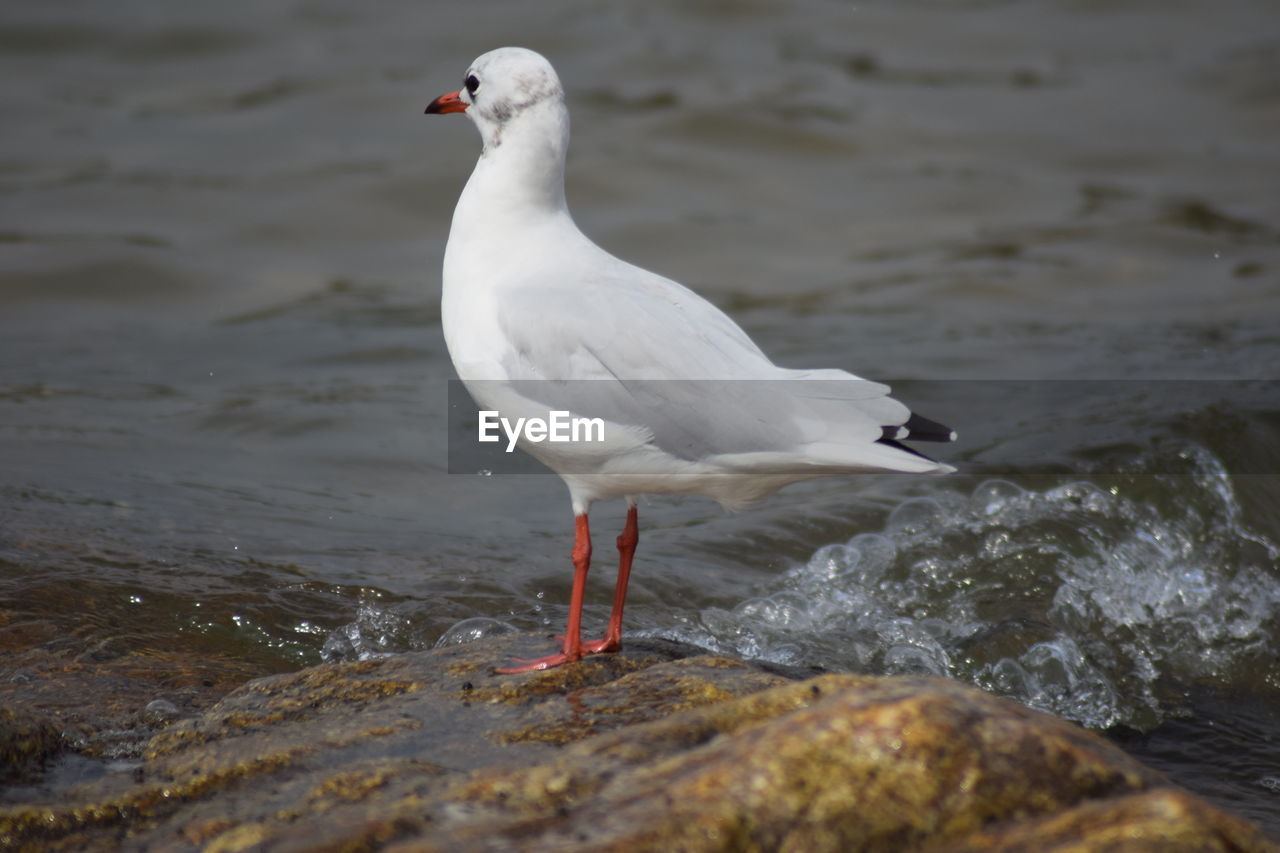 Seagull perching on a sea