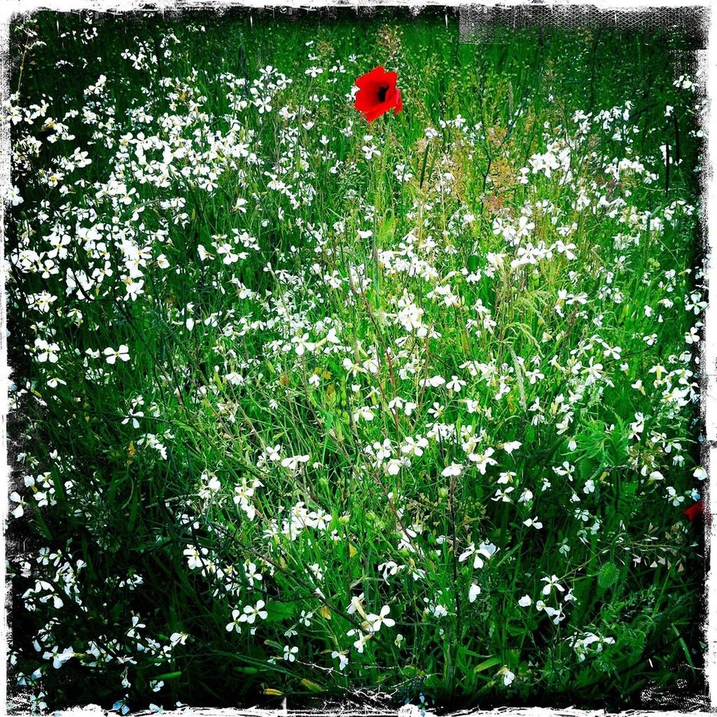 RED FLOWERS GROWING IN FIELD