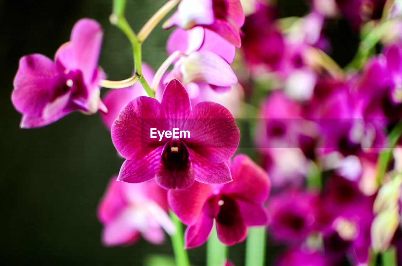 Close-up of pink flowers