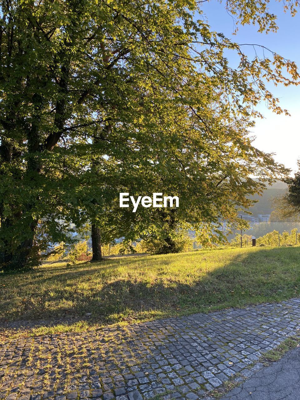 TREES GROWING ON FIELD DURING AUTUMN