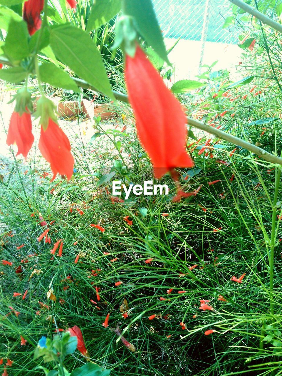 RED FLOWERS GROWING ON FIELD