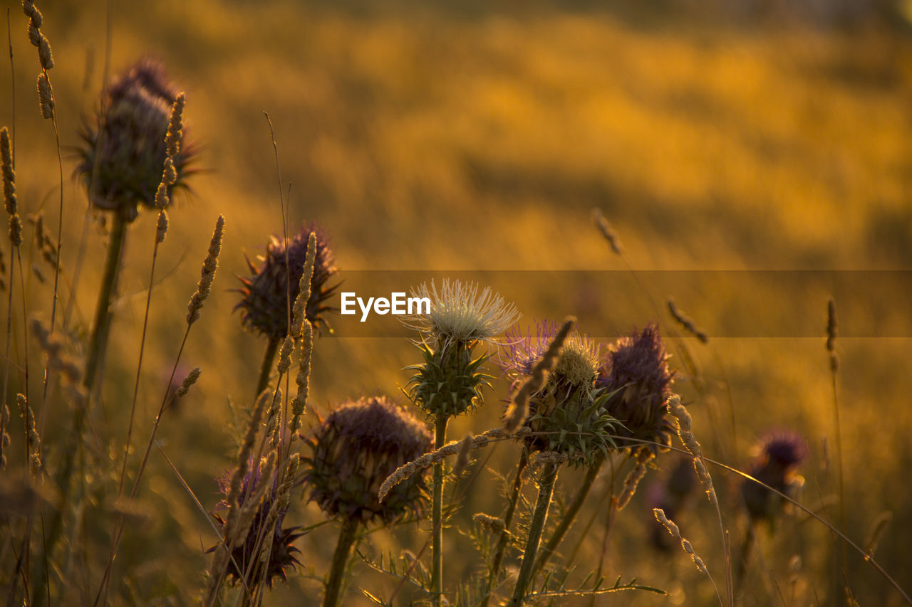 Close-up of thistle flowers on field