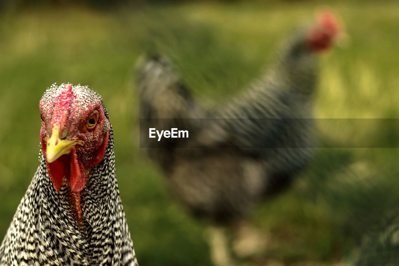 Focus on chicken 