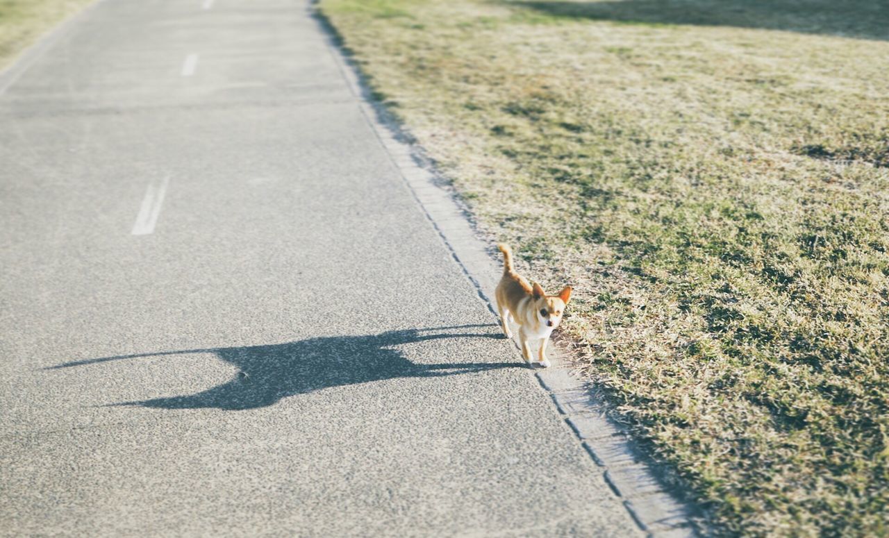 SQUIRREL ON ROAD