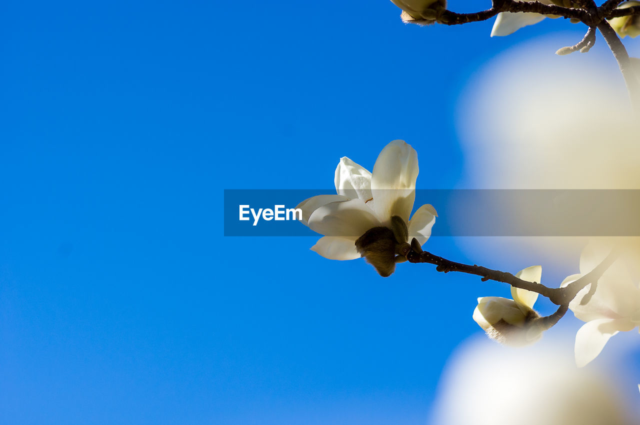 Low angle view of white flowering plant against clear blue sky