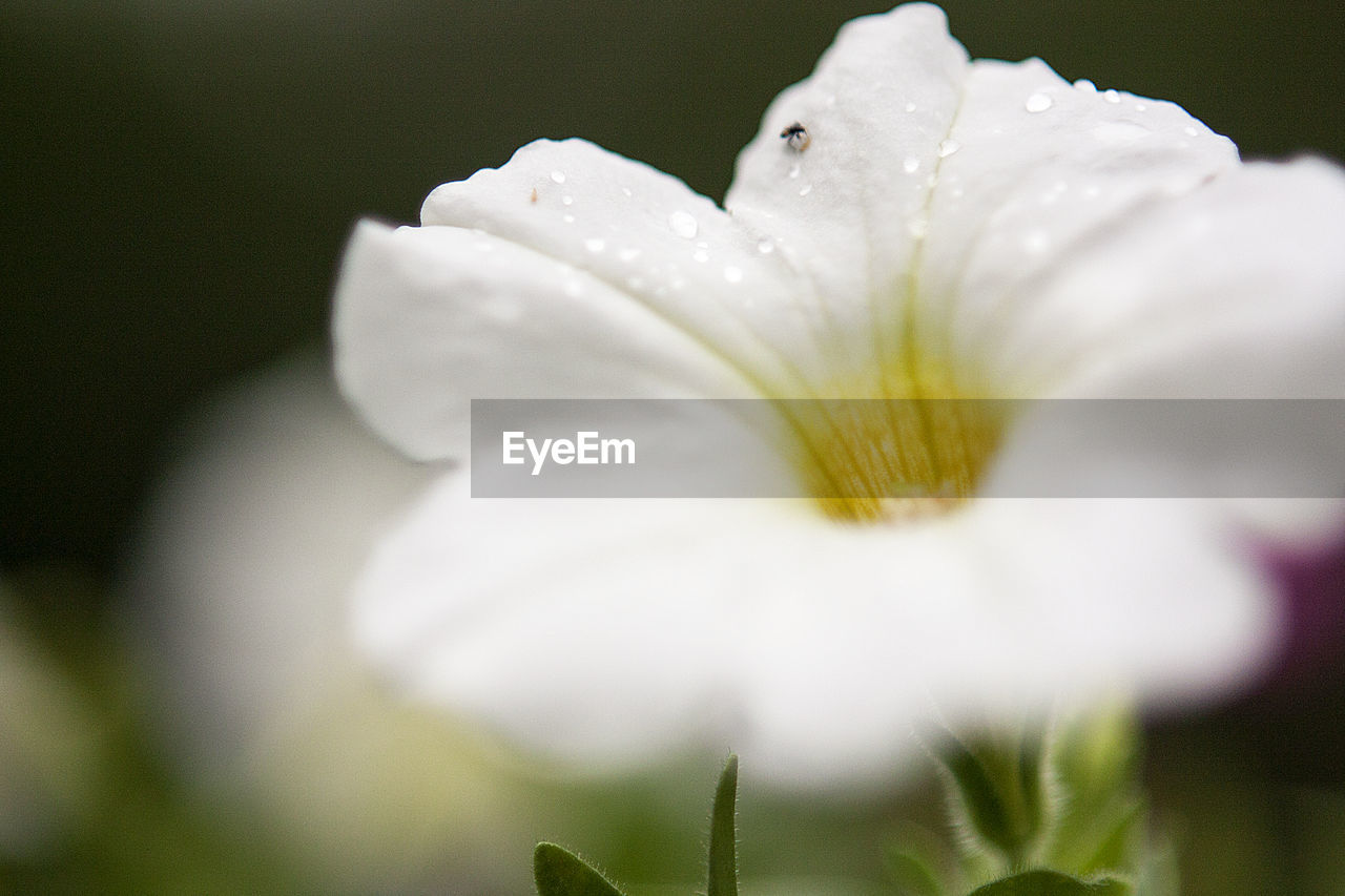 CLOSE-UP OF DAY LILY BLOOMING OUTDOORS