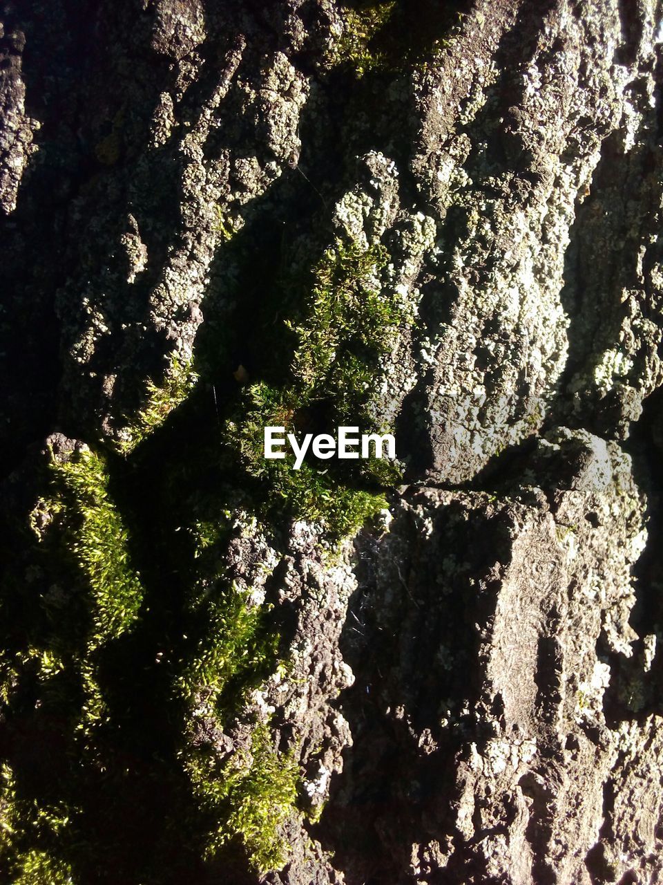 LOW ANGLE VIEW OF MOSS GROWING ON TREE
