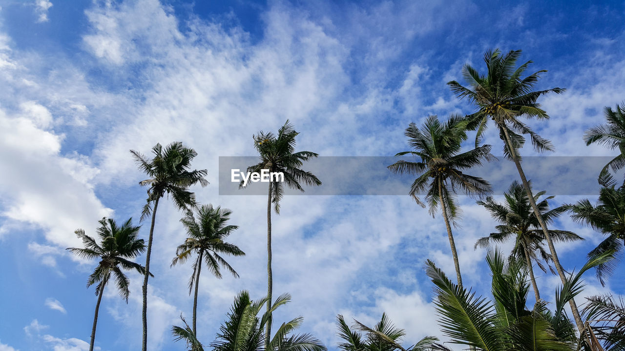 LOW ANGLE VIEW OF COCONUT PALM TREE AGAINST CLOUDY SKY