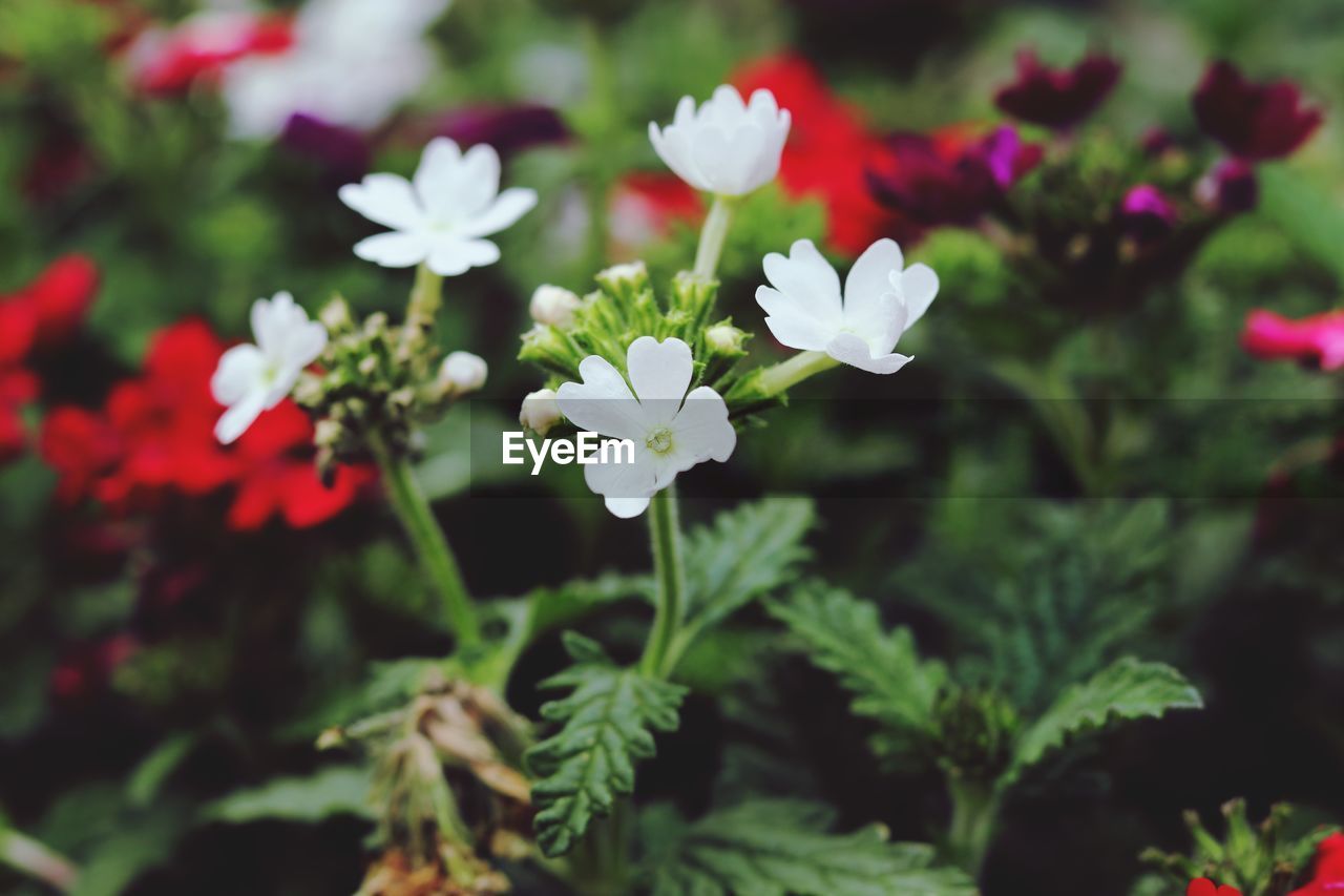 Close-up of white flowering plants