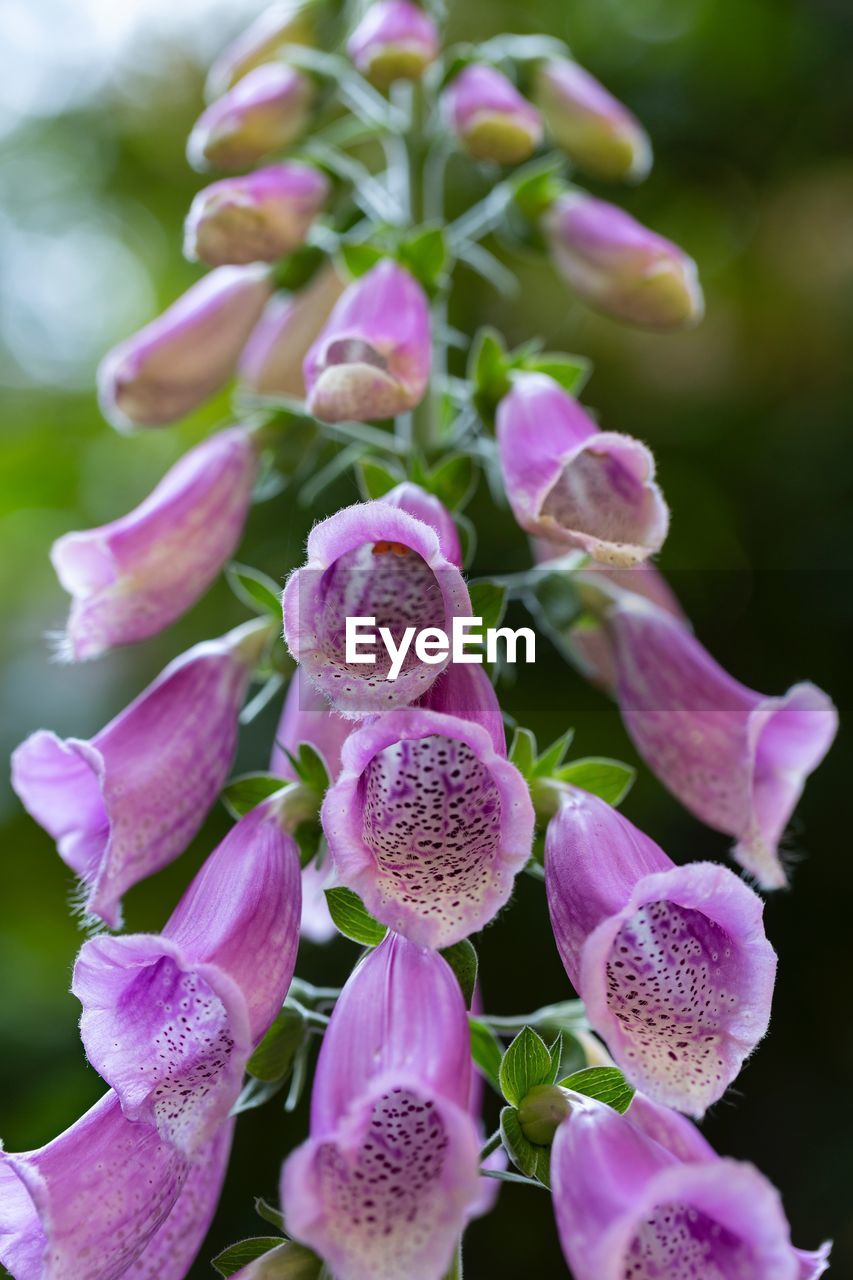 Close-up of pink flowering plants