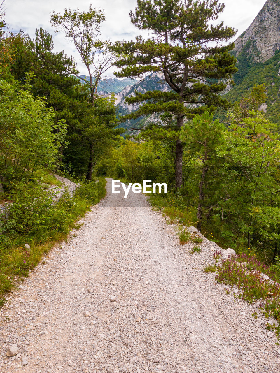 DIRT ROAD AMIDST TREES AND PLANTS