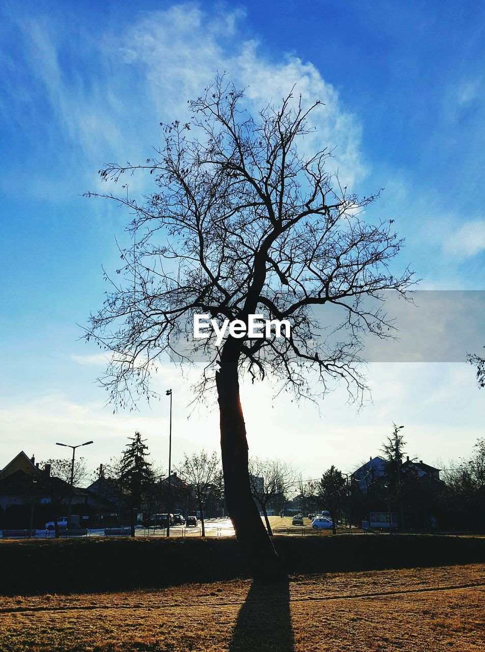 CLOSE-UP OF SILHOUETTE TREE AGAINST SKY AT SUNSET