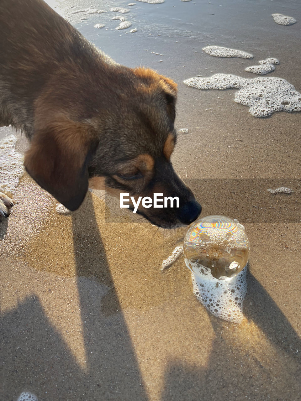 HIGH ANGLE VIEW OF DOG AT BEACH