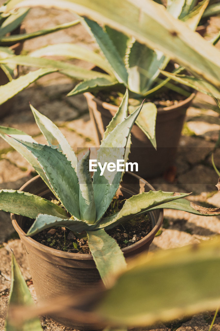 High angle view of succulent plant in pot