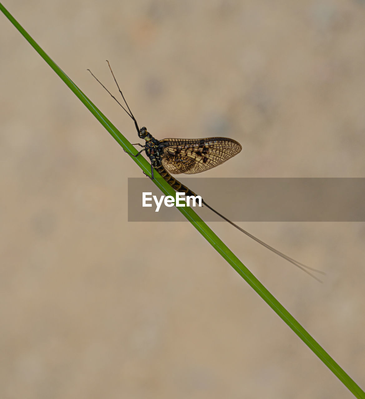 CLOSE-UP OF GRASSHOPPER