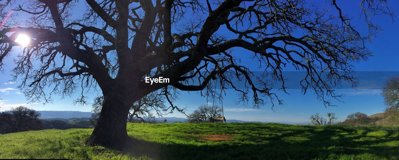 Trees on grassy field