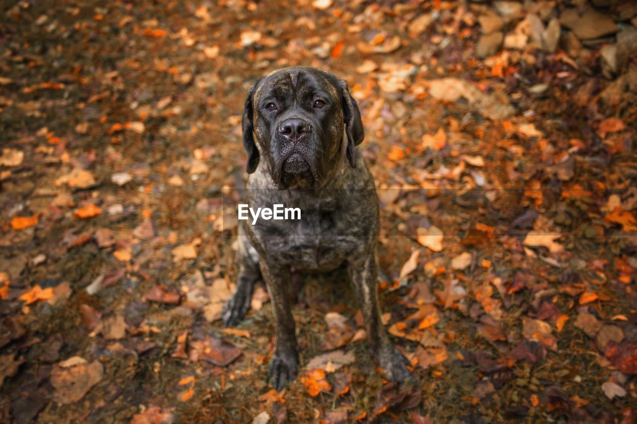 CLOSE-UP OF A DOG STANDING ON AUTUMN LEAVES