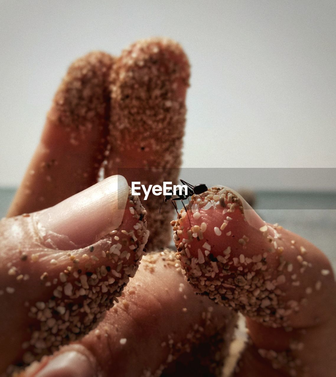 CLOSE-UP OF INSECT ON HAND HOLDING LEAF