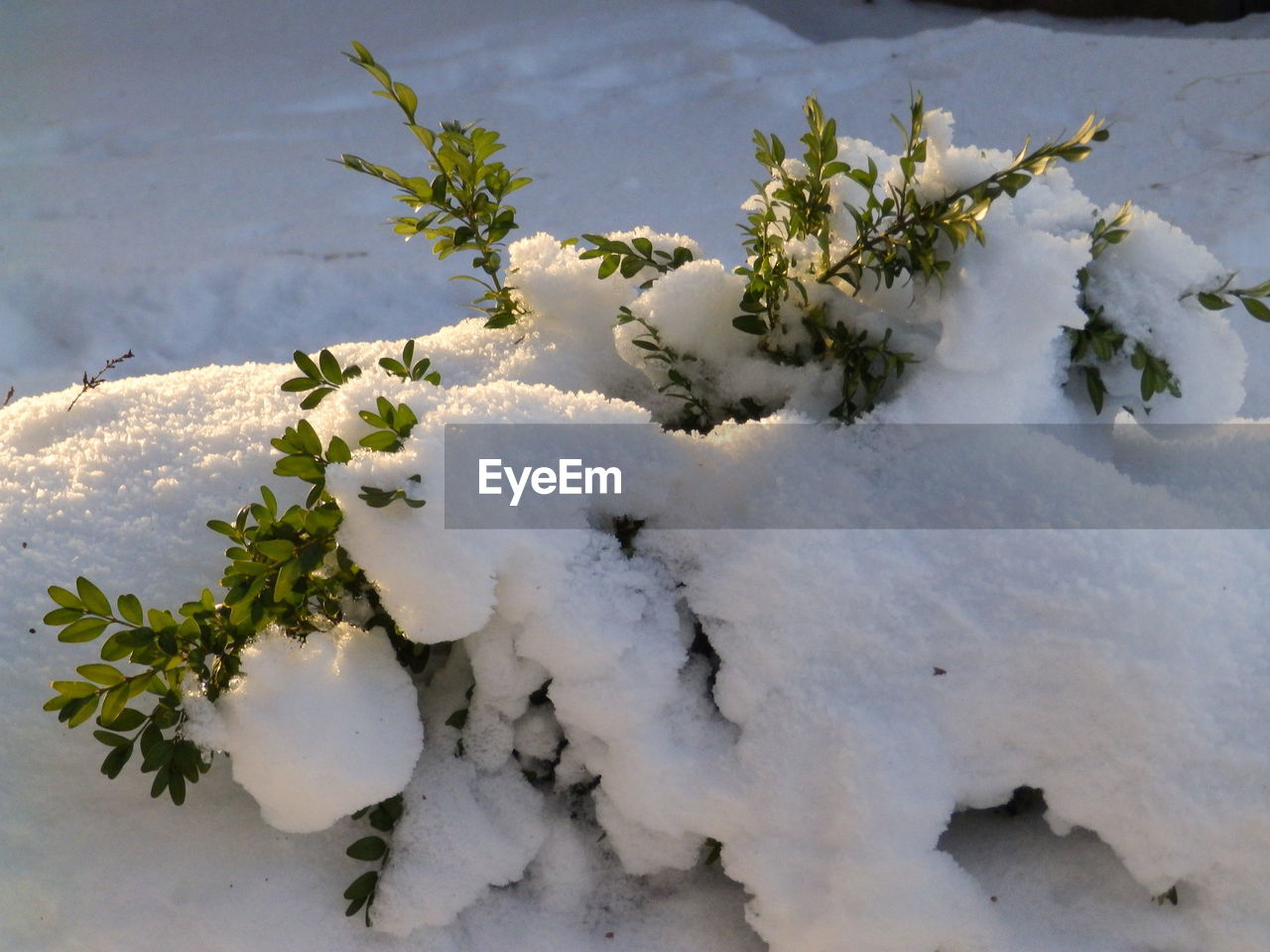 HIGH ANGLE VIEW OF SNOW COVERED PLANTS