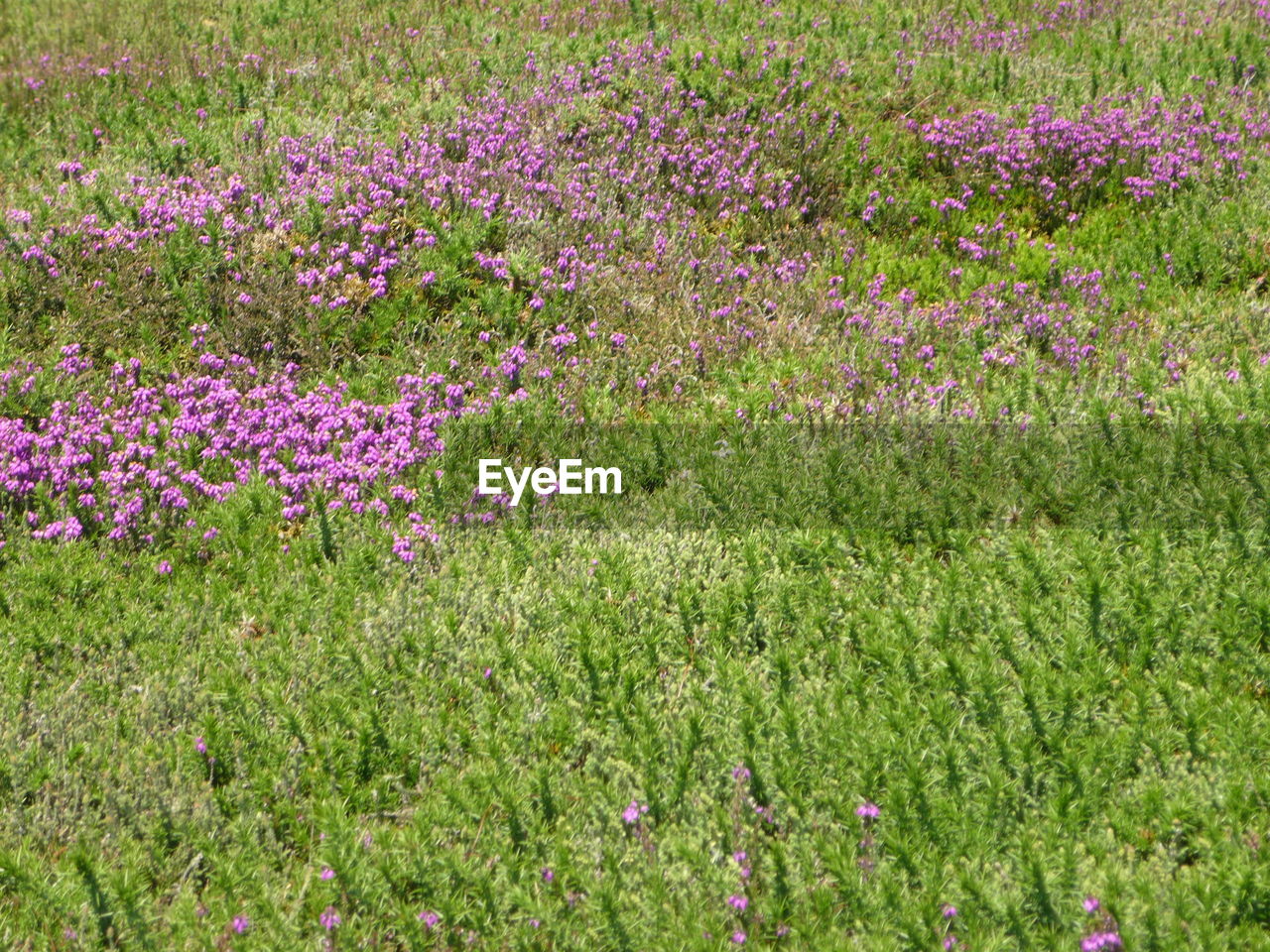 PURPLE FLOWERS ON FIELD