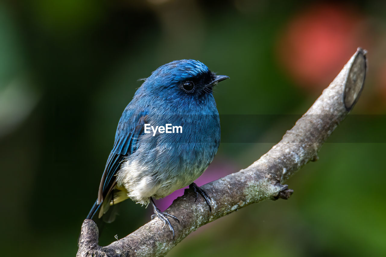 CLOSE-UP OF BIRD PERCHING ON A BRANCH