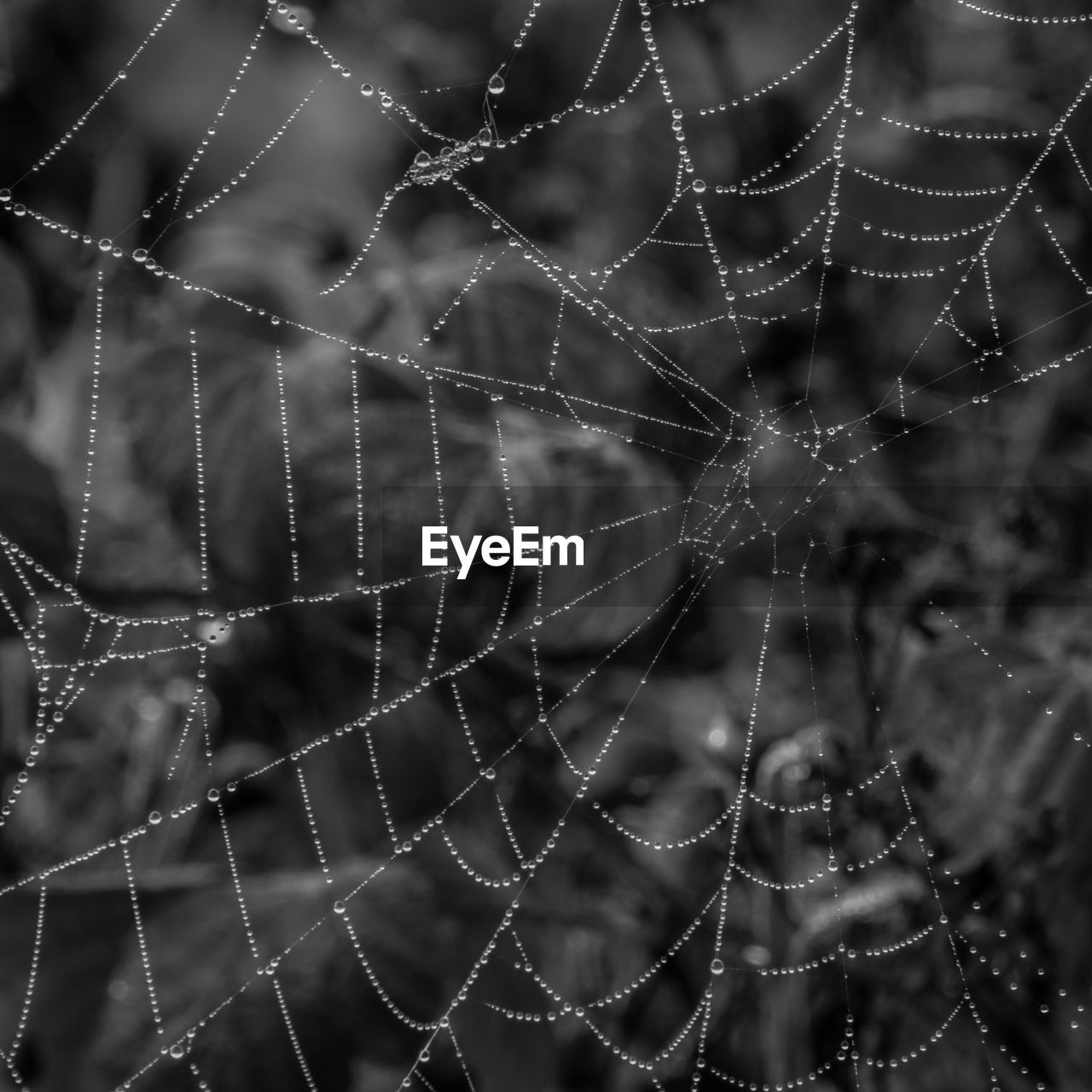 CLOSE-UP OF SPIDER WEB ON WATER