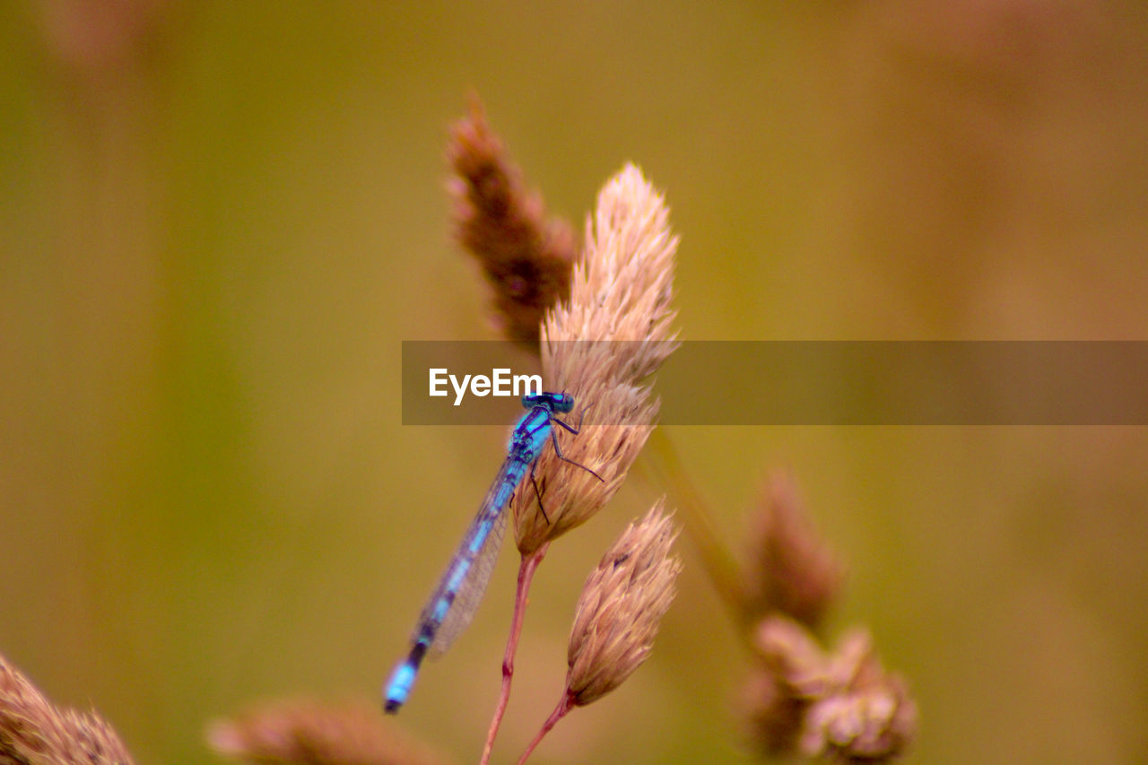 Close-up of insect on flower blue damselfly 