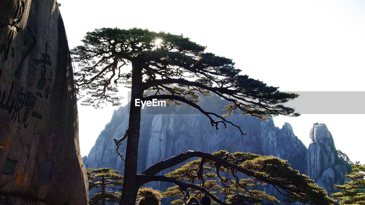 LOW ANGLE VIEW OF TREES AGAINST SKY