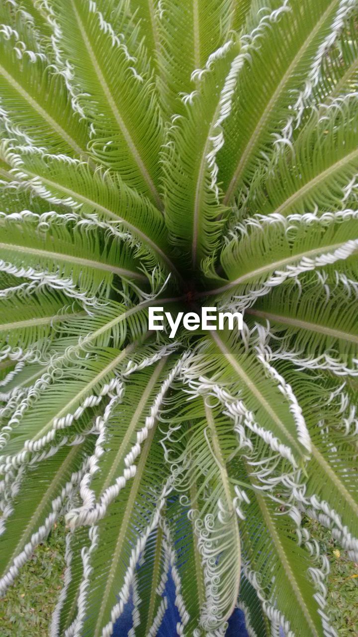 LOW ANGLE VIEW OF PALM TREES AGAINST SKY