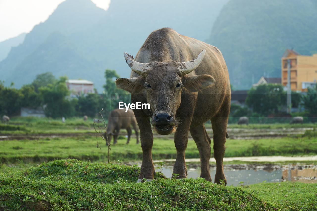 COW ON FIELD AGAINST MOUNTAIN