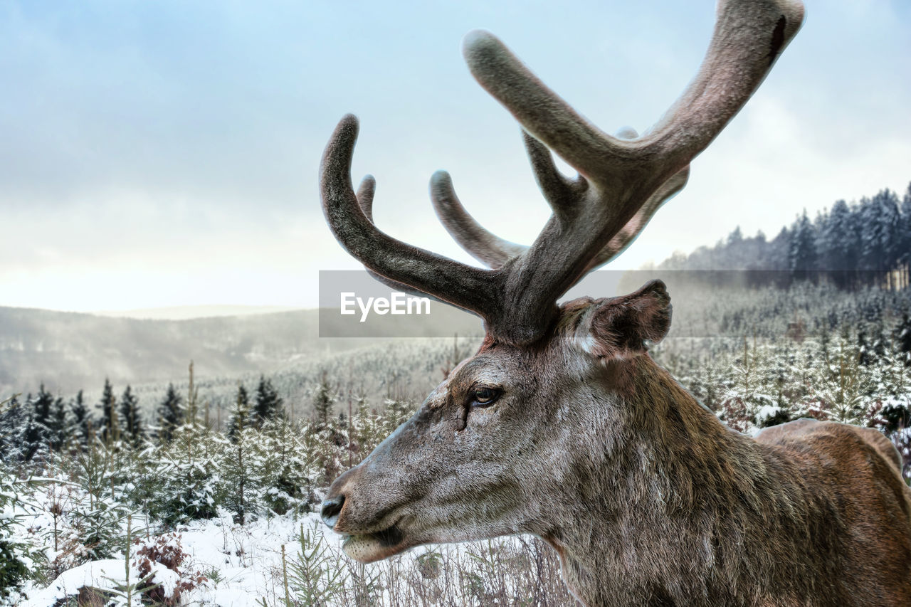 A stag with imposing antlers stands in front of a forest landscape in winter.