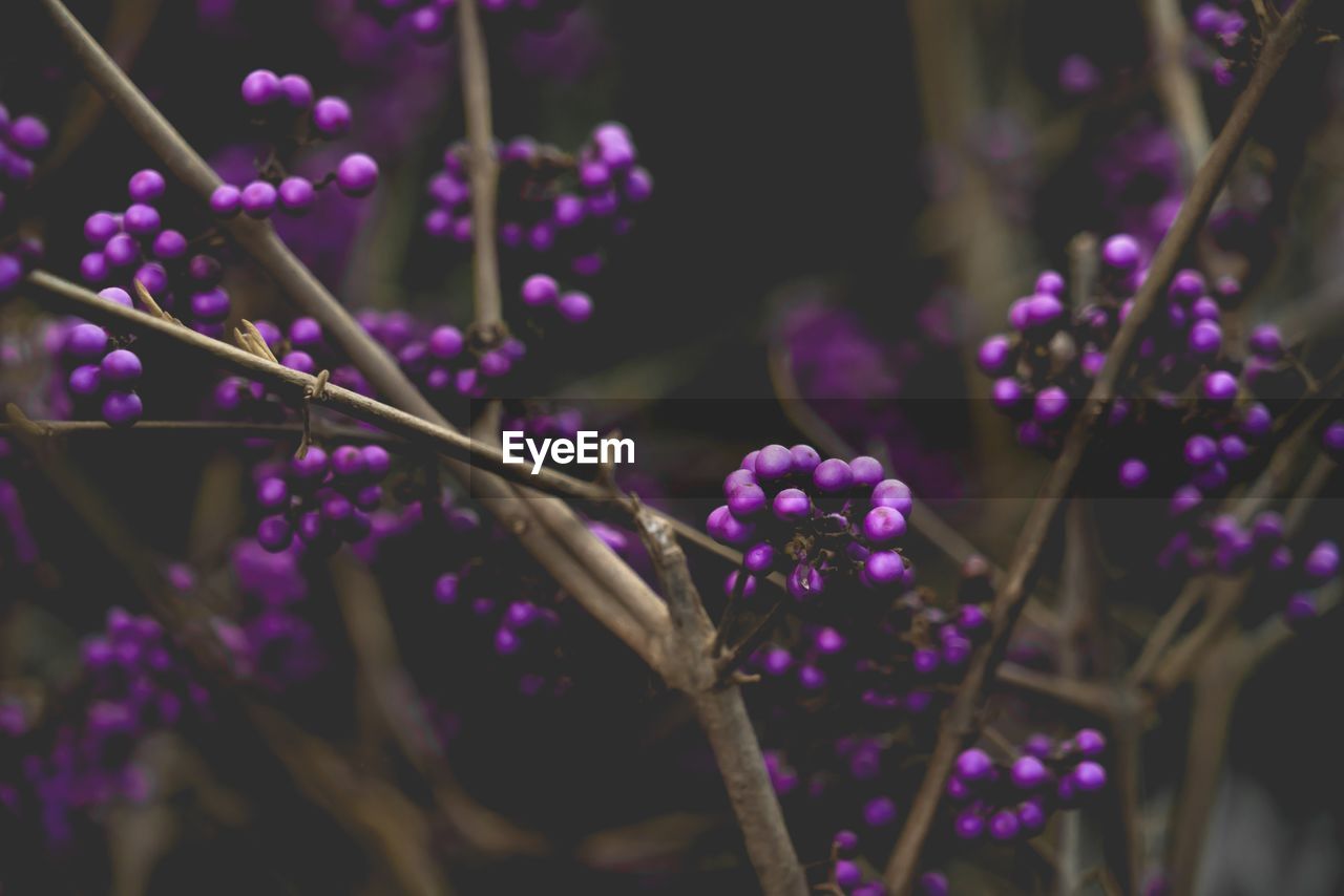 Close-up of purple flowering plants