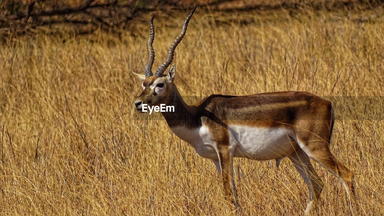 Portrait of deer standing on field