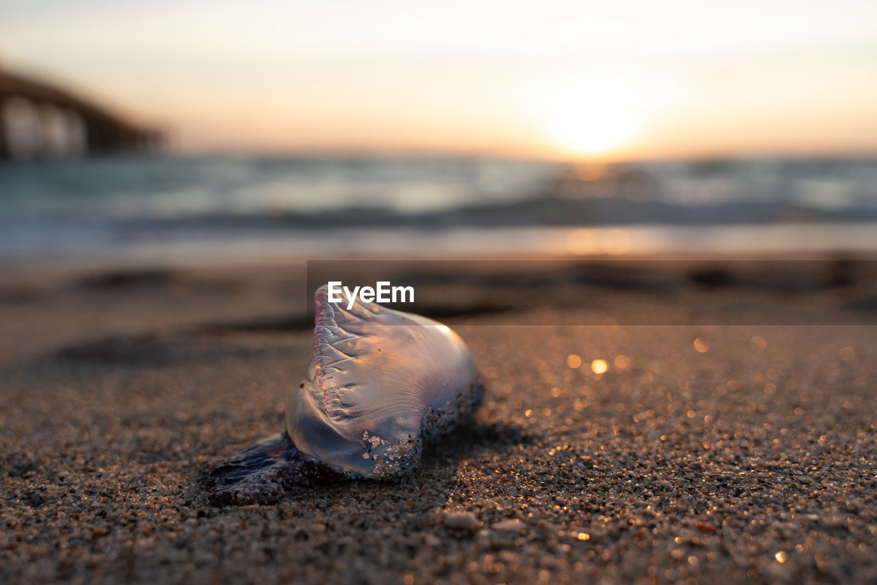 Close-up of man o war on sand