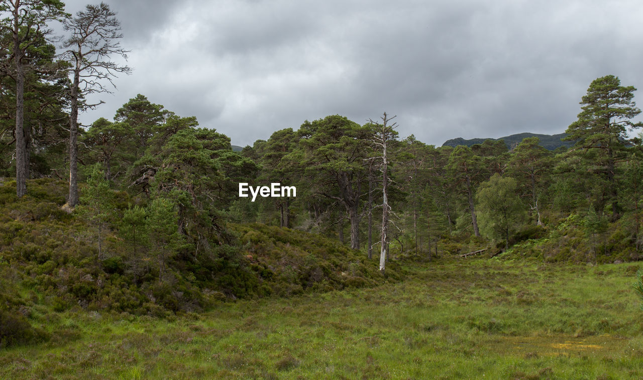 TREES AND GREEN LANDSCAPE AGAINST SKY