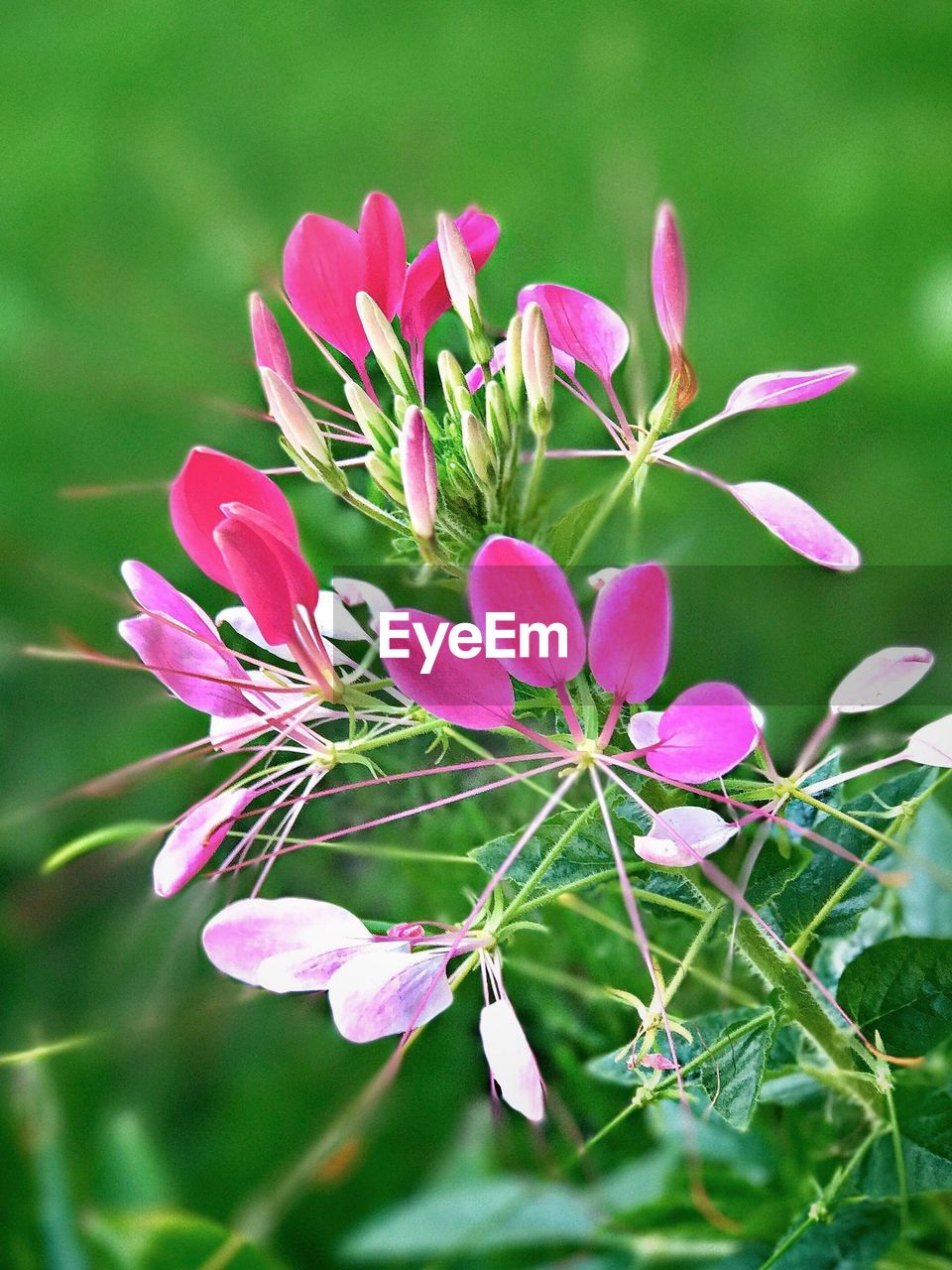 CLOSE-UP OF FLOWERS