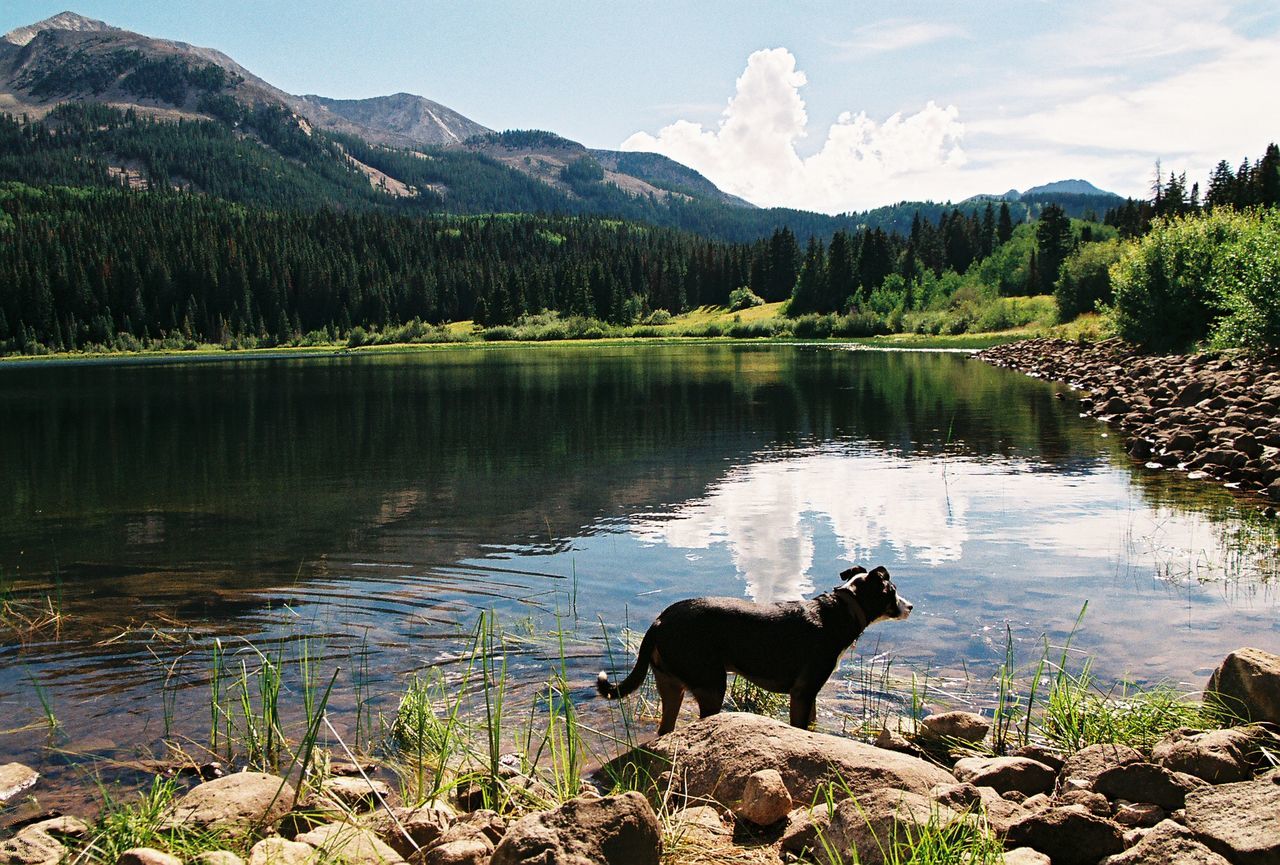 Side view of a dog in front of calm countryside lake