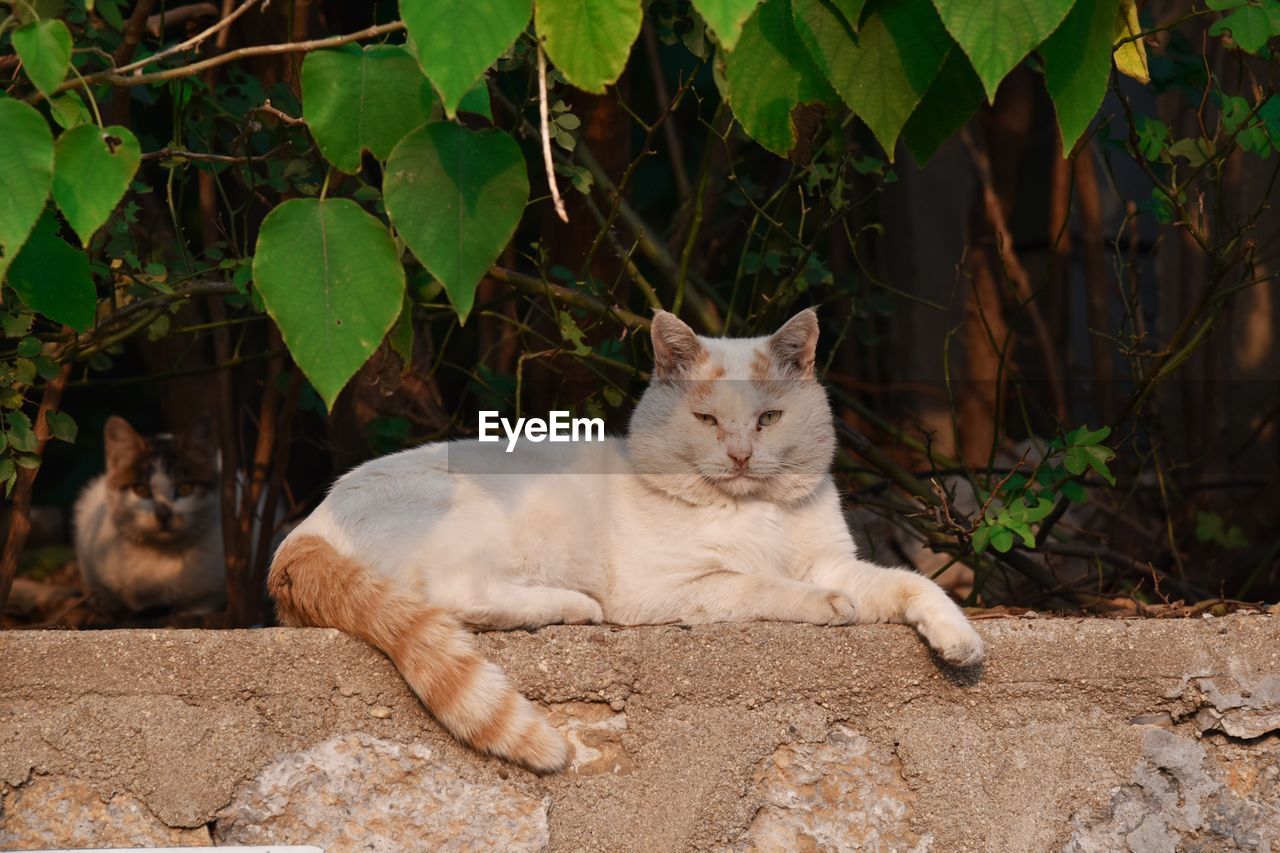 PORTRAIT OF A CAT RESTING ON PLANT